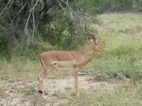 Krüger Nationalpark