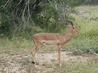 Krüger Nationalpark