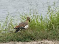 Krüger Nationalpark