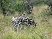 Krüger Nationalpark