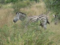 Krüger Nationalpark