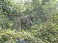 Krüger Nationalpark