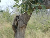 Krüger Nationalpark