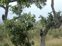 Krüger Nationalpark