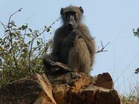 Krüger Nationalpark