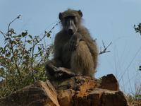 Krüger Nationalpark