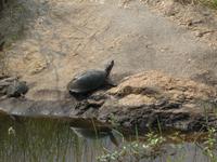 Krüger Nationalpark