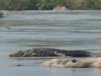 Krüger Nationalpark