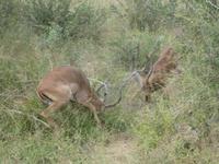 Krüger Nationalpark