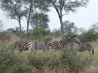 Krüger Nationalpark