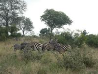 Krüger Nationalpark