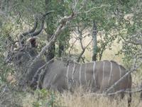 Krüger Nationalpark