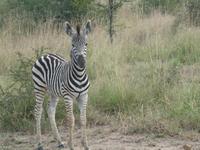 Krüger Nationalpark