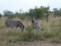Krüger Nationalpark