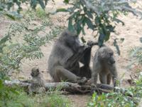 Krüger Nationalpark