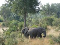 Krüger Nationalpark