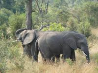 Krüger Nationalpark