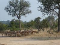 Krüger Nationalpark