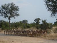 Krüger Nationalpark