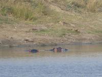 Krüger Nationalpark