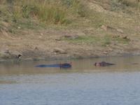 Krüger Nationalpark