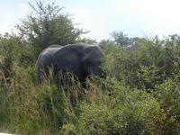 Krüger Nationalpark