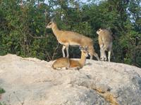 Krüger Nationalpark