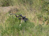 Krüger Nationalpark