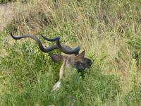 Krüger Nationalpark