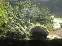 Bartholomeus Diaz Museum