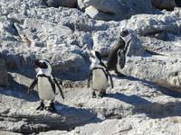 Pinguine Bettys Bay