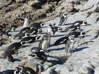 Pinguine Bettys Bay