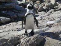Pinguine Bettys Bay