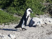 Pinguine Bettys Bay