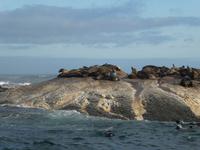 Seal Island