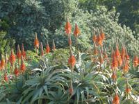 Botanischer Garten Kirstenbosch