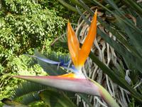 Botanischer Garten Kirstenbosch