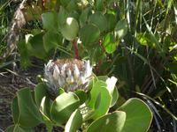 Botanischer Garten Kirstenbosch