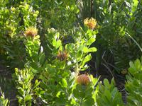 Botanischer Garten Kirstenbosch