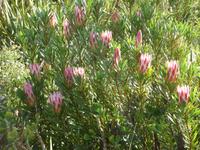 Botanischer Garten Kirstenbosch