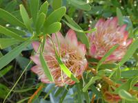 Botanischer Garten Kirstenbosch