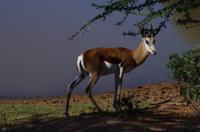 Okanjati Game Reserve - Springbock