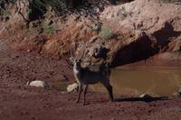 Okanjati Game Reserve - Wasserbock