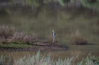 Okanjati Game Reserve - Graureiher