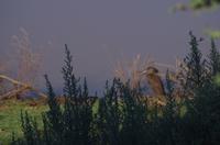 Okanjati Game Reserve - Hammerkopf