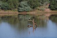 Okanjati Game Reserve - Schreiseeadler und Hammerkopf