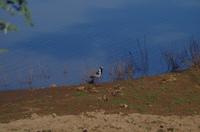 Okanjati Game Reserve - Waffenkiebitz