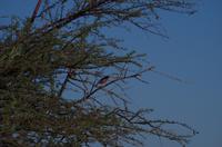 Okanjati Game Reserve - Reichsvogel