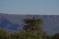 Okanjati Game Reserve - Weißrückengeier