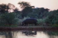 Okanjati Game Reserve - Hippo am Morgen